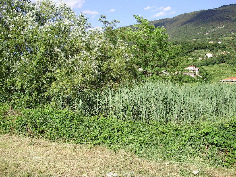 La Valle dell''Adige e l''ululone